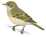 Mosquitero ibérico